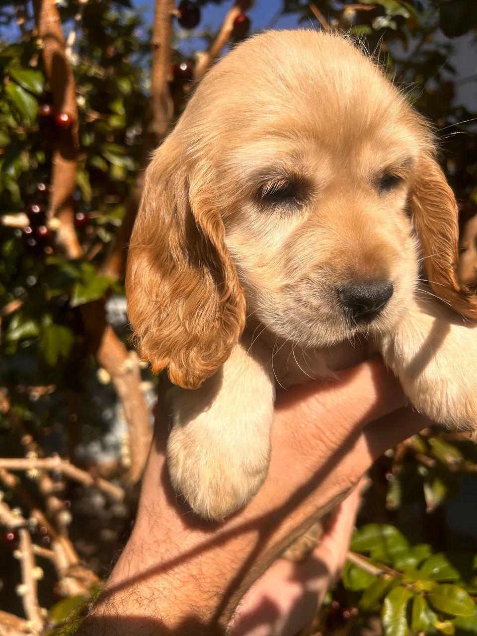Cocker 