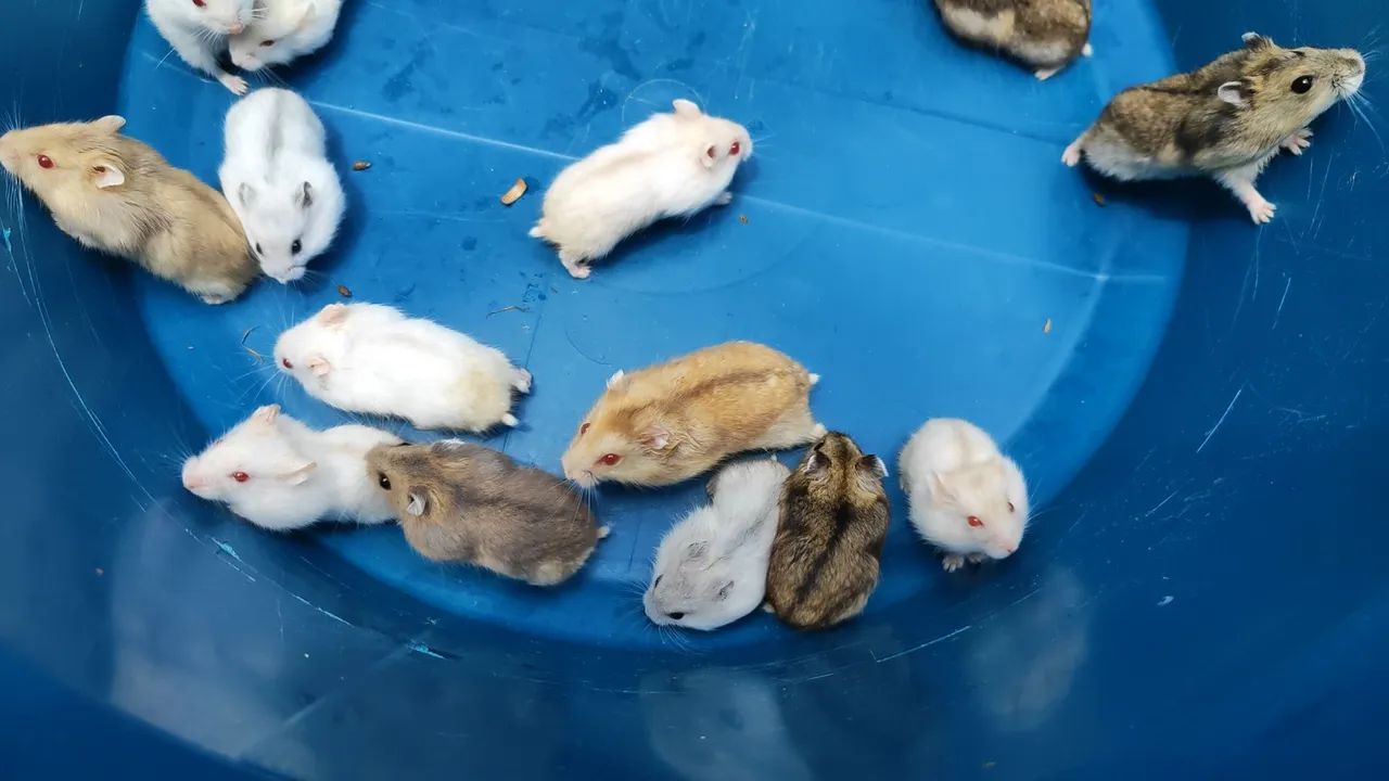 Russian Dwarf Hamster65579533464577121
