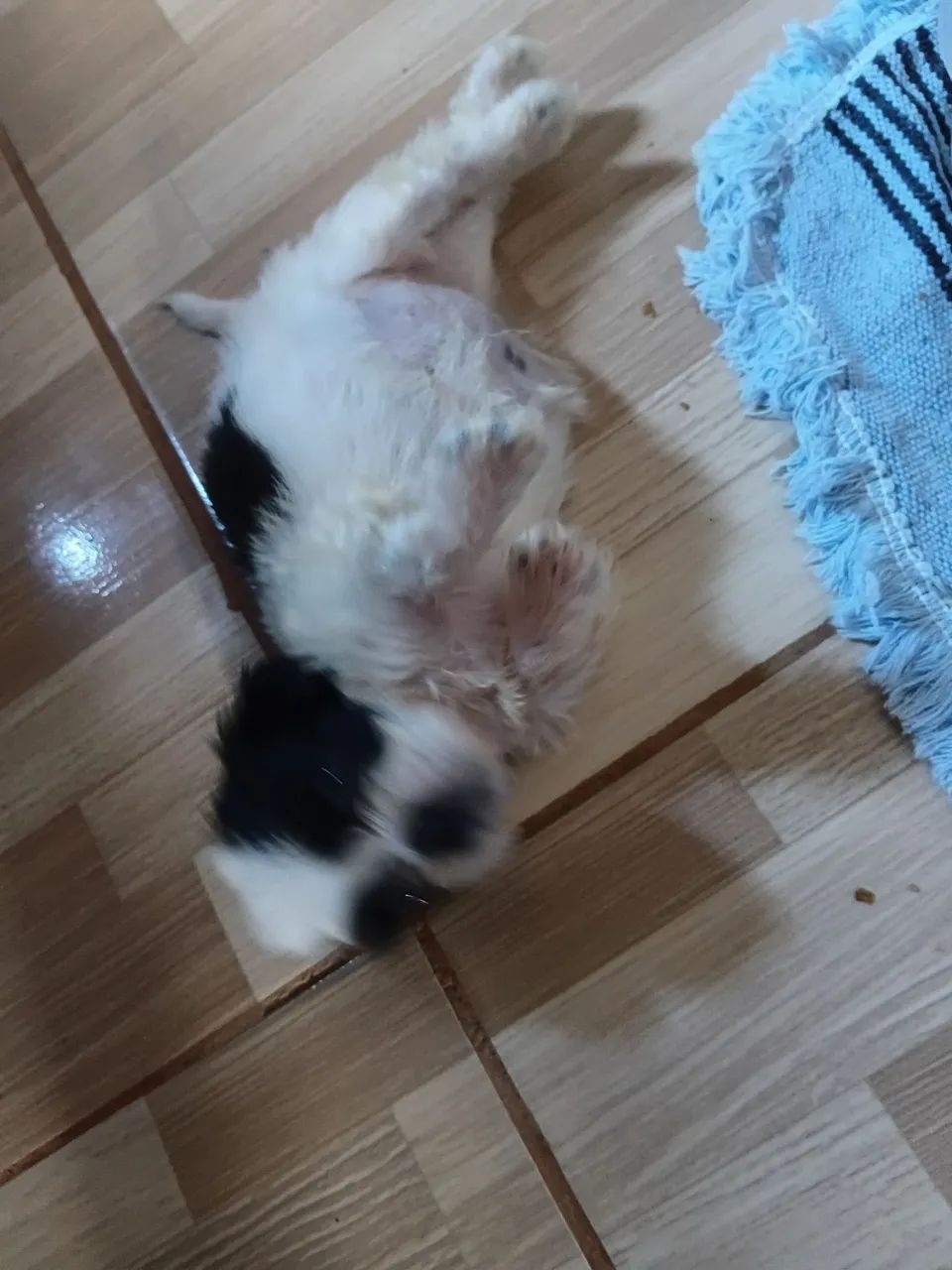 Vendo mini shirtsu  - Foto 2