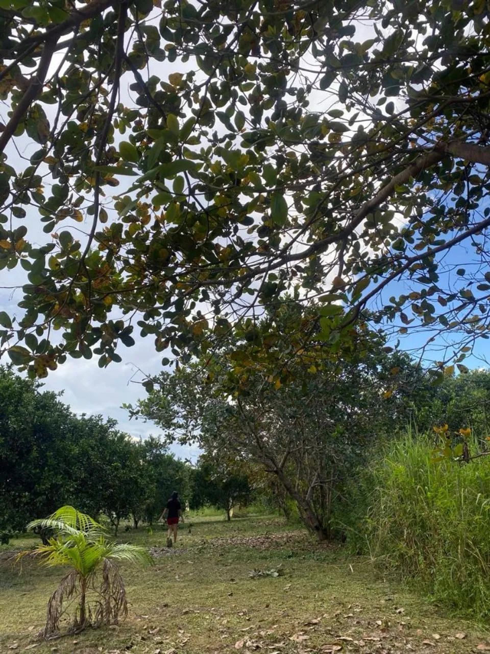 Terreno Frutifero  - Foto 4