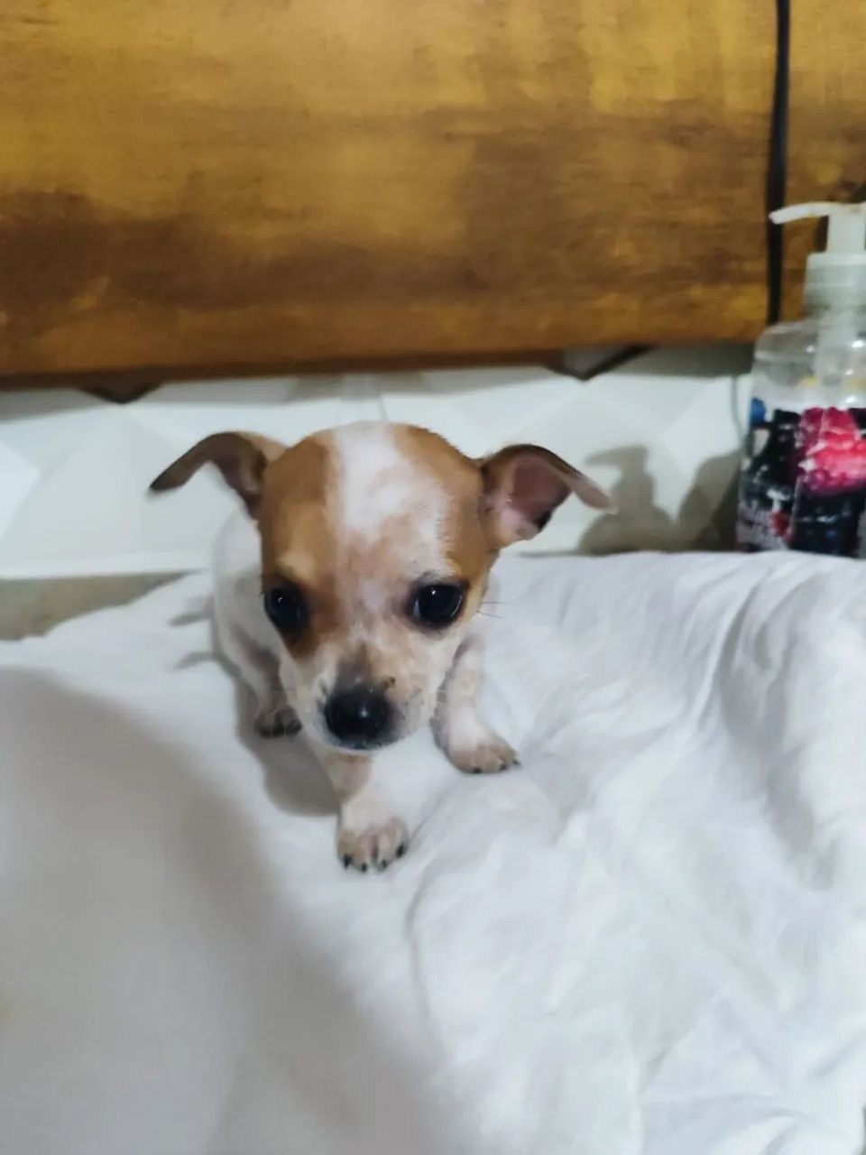 Vendo Pinscher - Foto 4