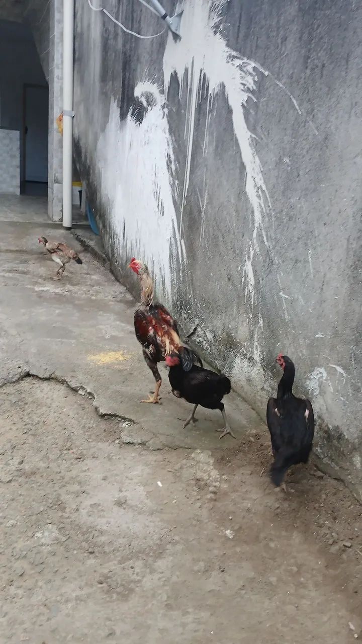 Vendo galo índio prata