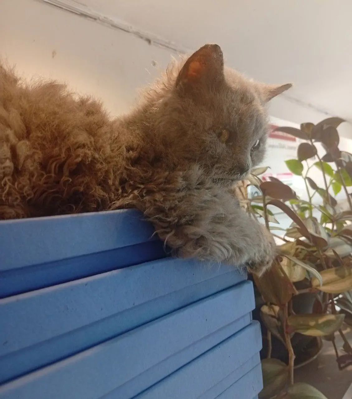 Selkirk Rex  - Foto 4