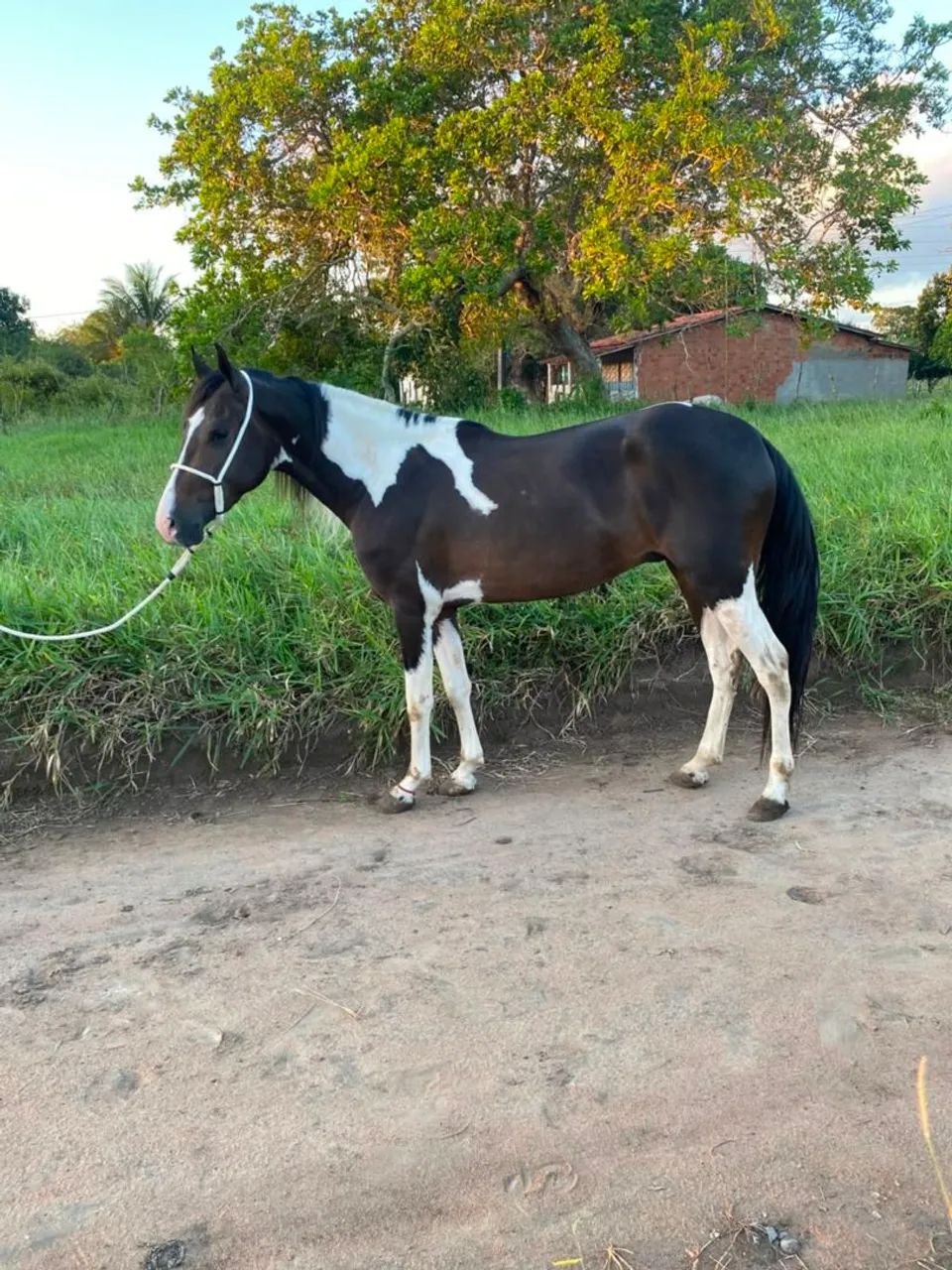 Potro  - Foto 3