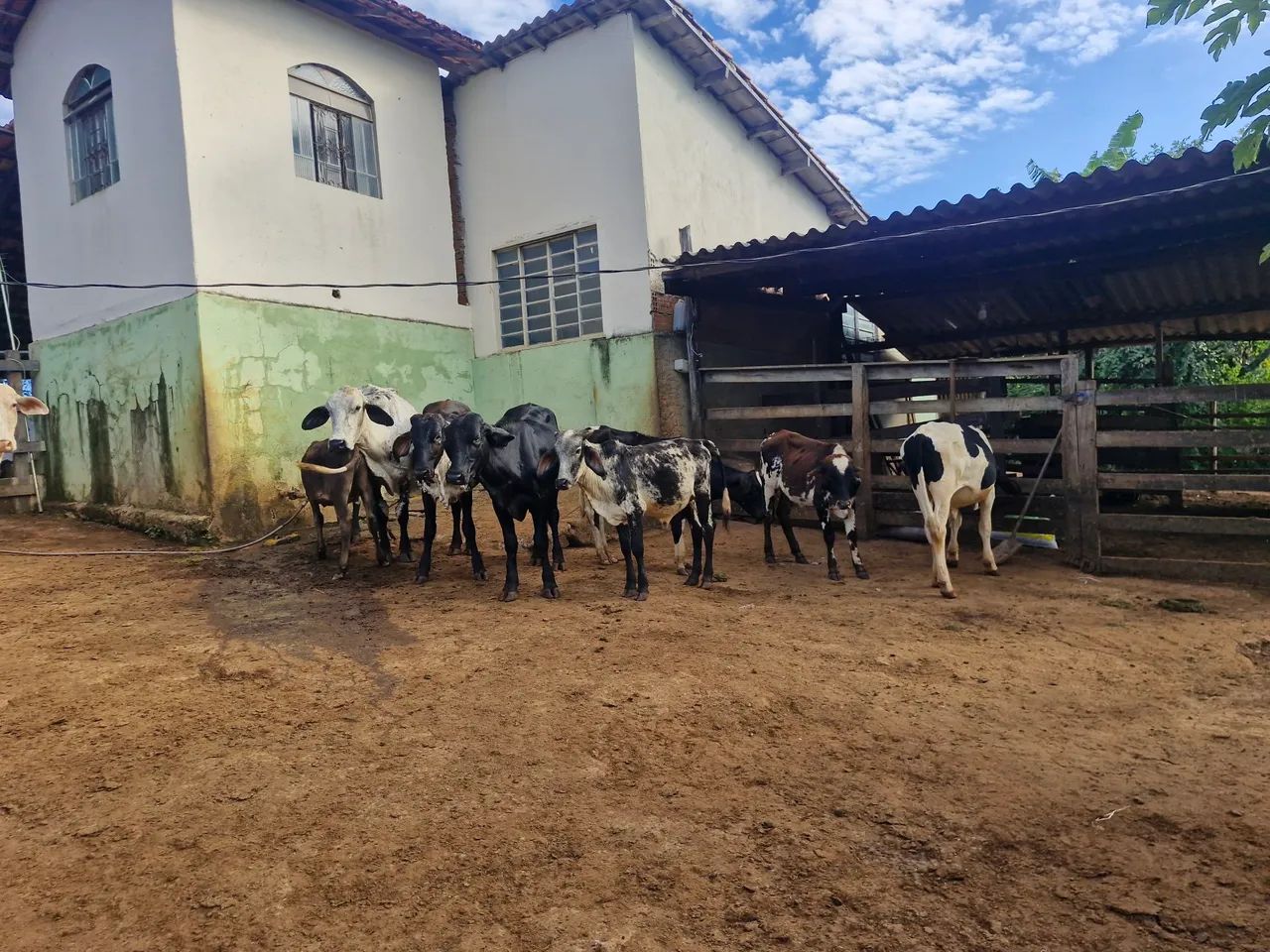 VACAS DE LEITE - Foto 3