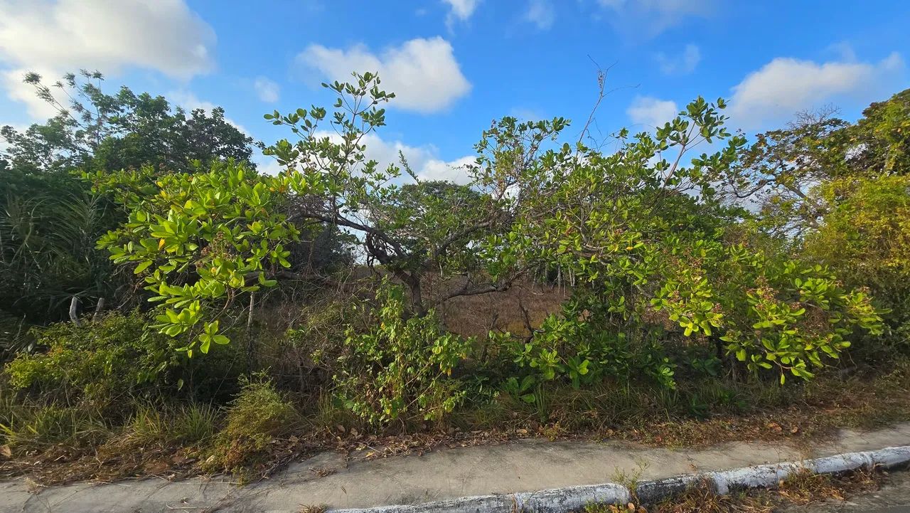 TERRENO EM BARREIRINHAS - Foto 3