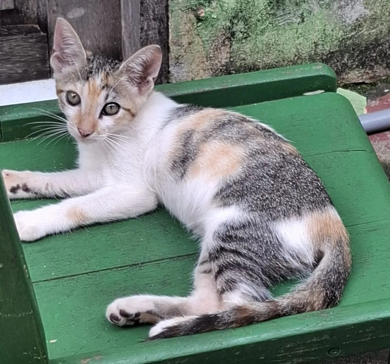 Gatinhos filhotes para Adoção - Foto 2