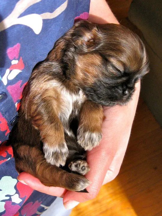 Shihtzu Machos Chocolate 