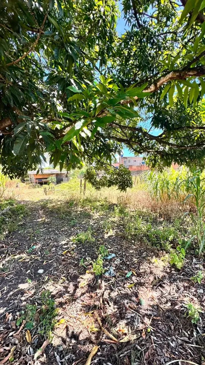 VDO. ÁREA DE TERRENO PX. A  UFAL - Foto 5