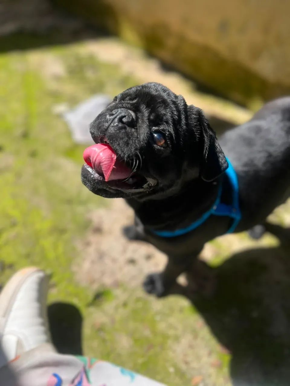 Pug macho - Foto 2