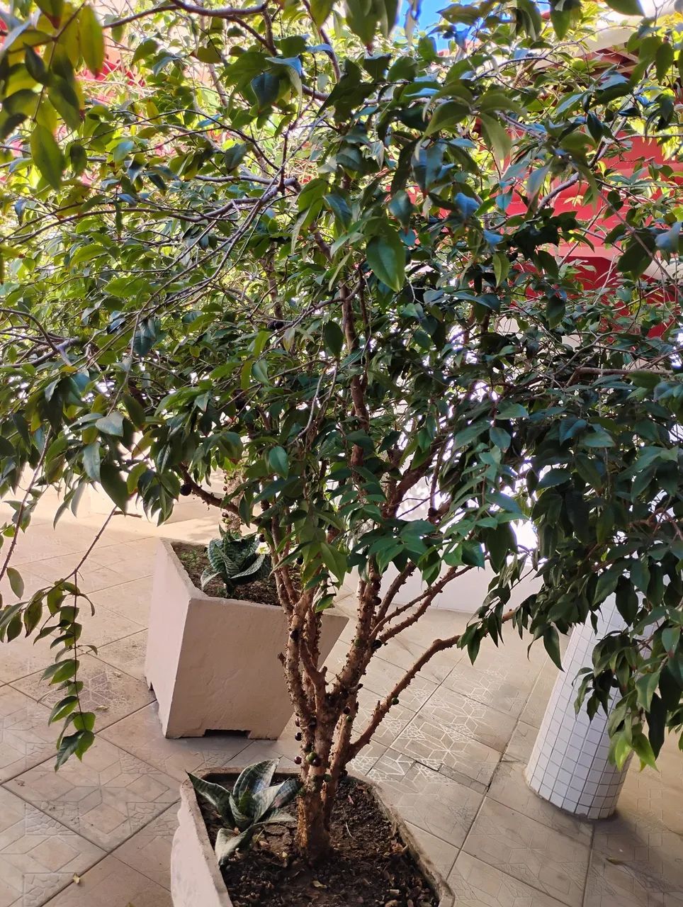 Pe de jabuticaba - Foto 2