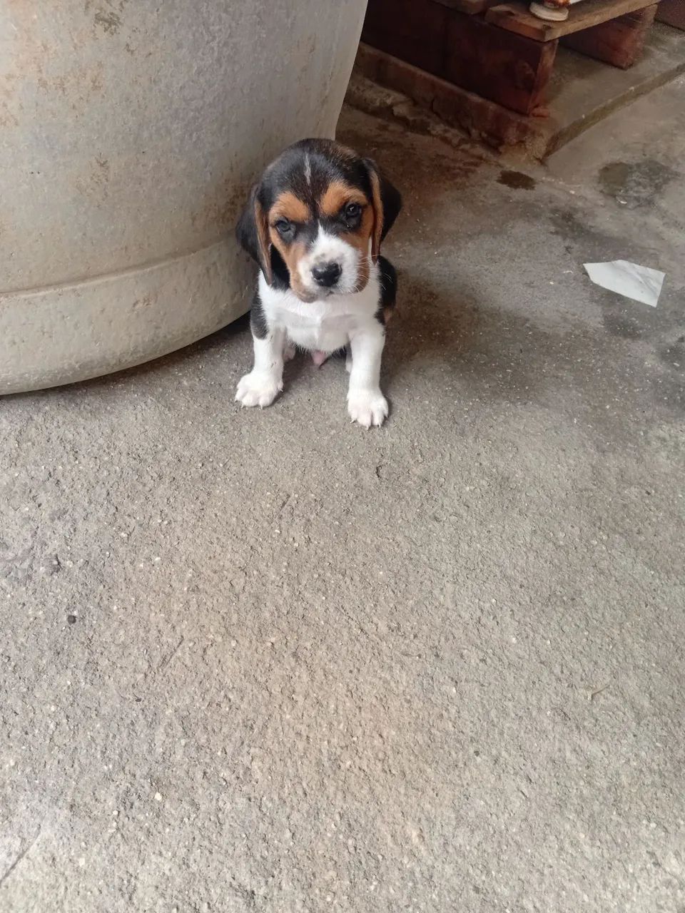 Cachorros beagle  - Foto 2