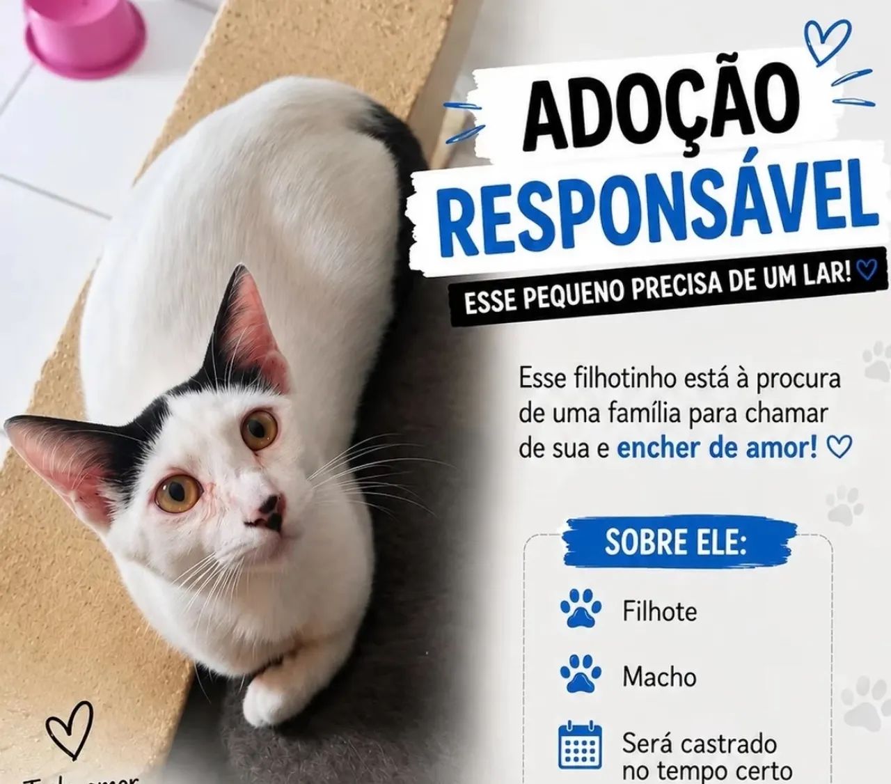 Gato para adoção 