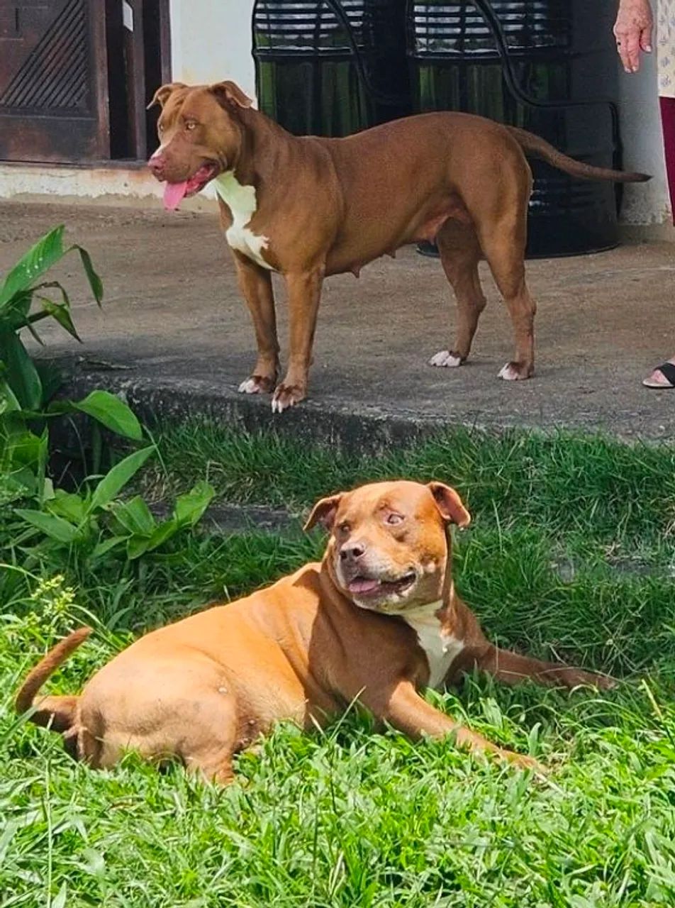 Ninhada de Pitbull disponível para reserva - Foto 2