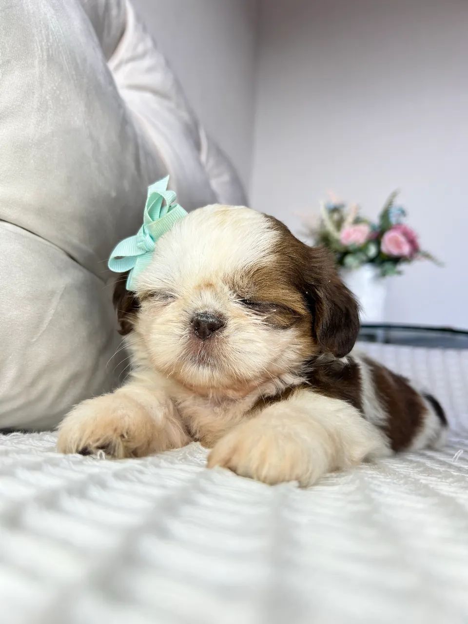 Shih tzu - Foto 3