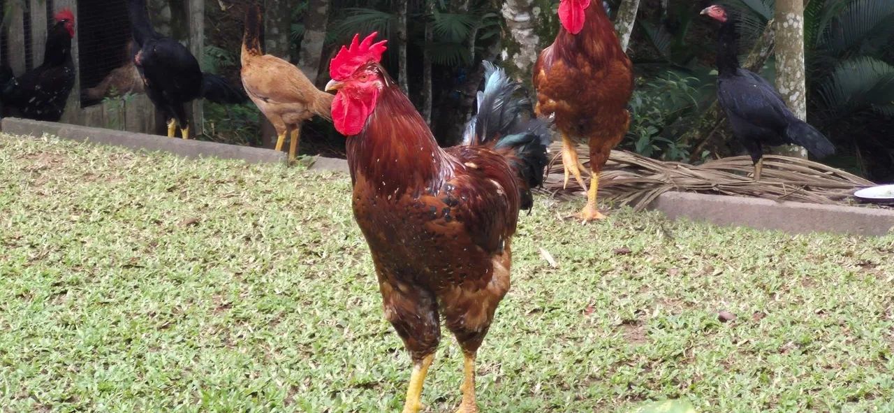 Galinhas e Galos - Foto 2
