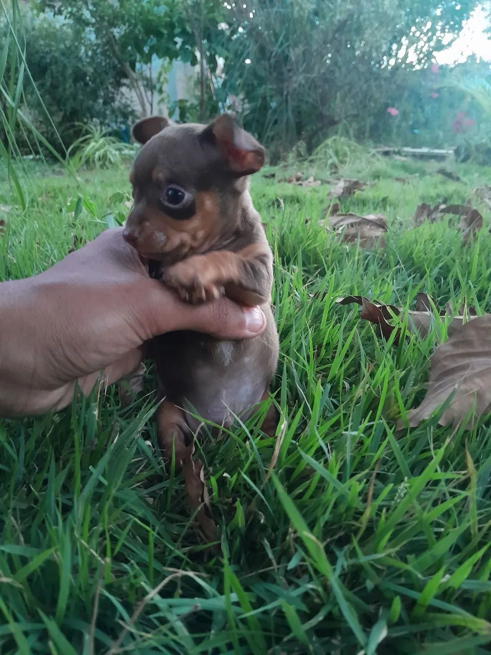 Pinscher  - Foto 3