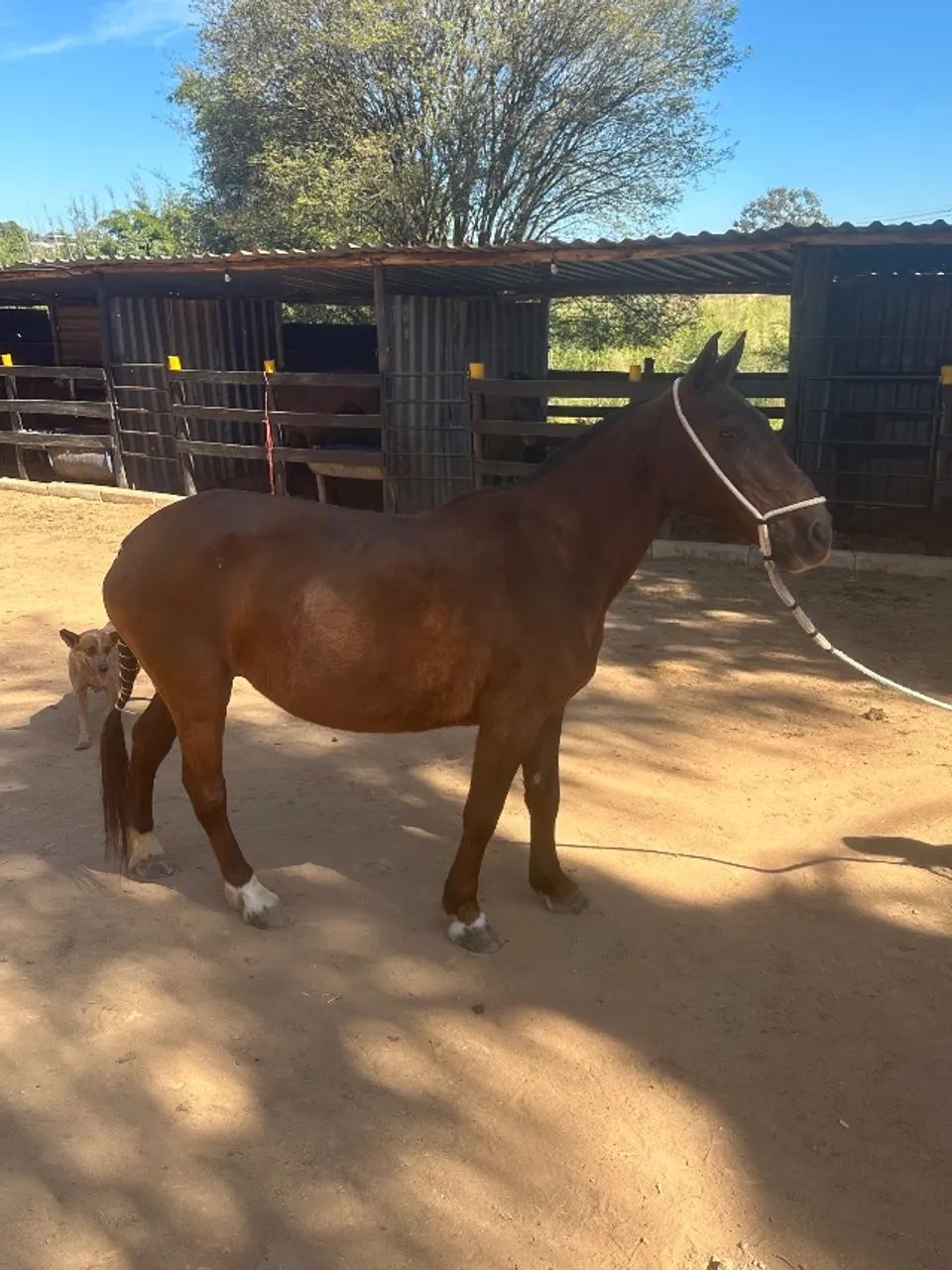 Cavalo - Foto 3