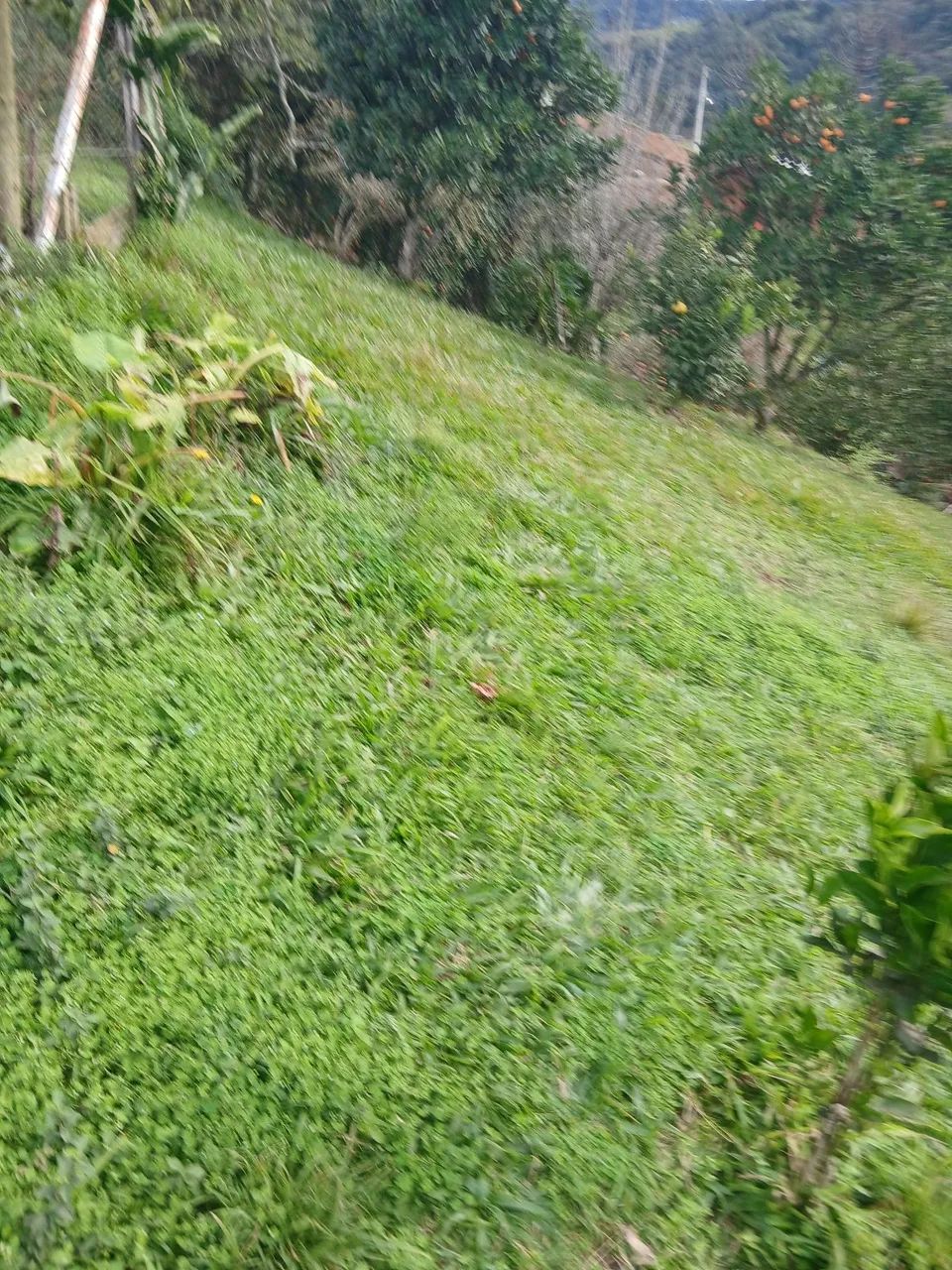 Vendo área Alfredo Wagner 500m² - Foto 3
