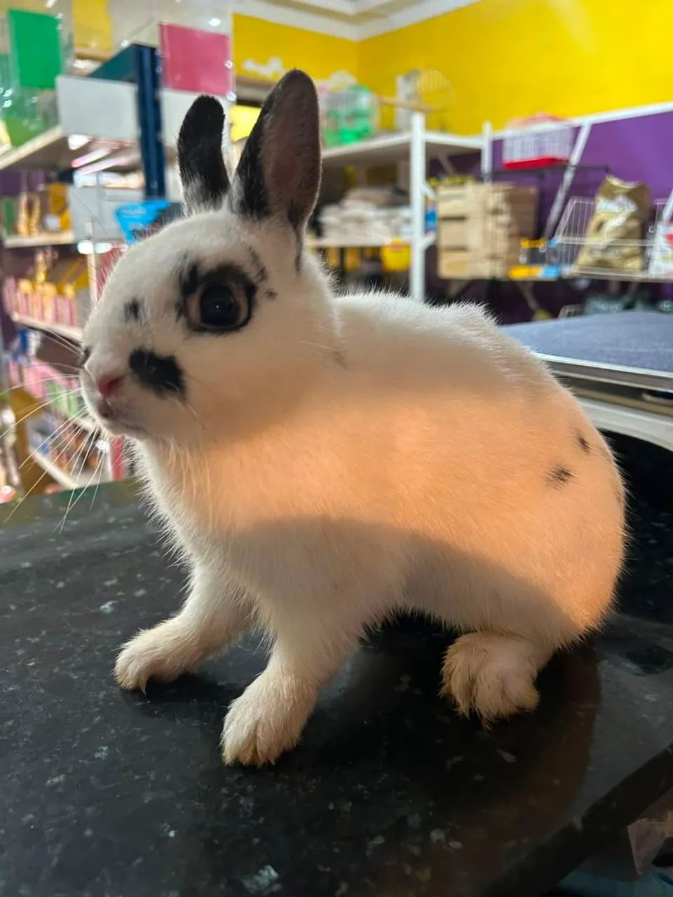 Mini coelho  - Foto 3