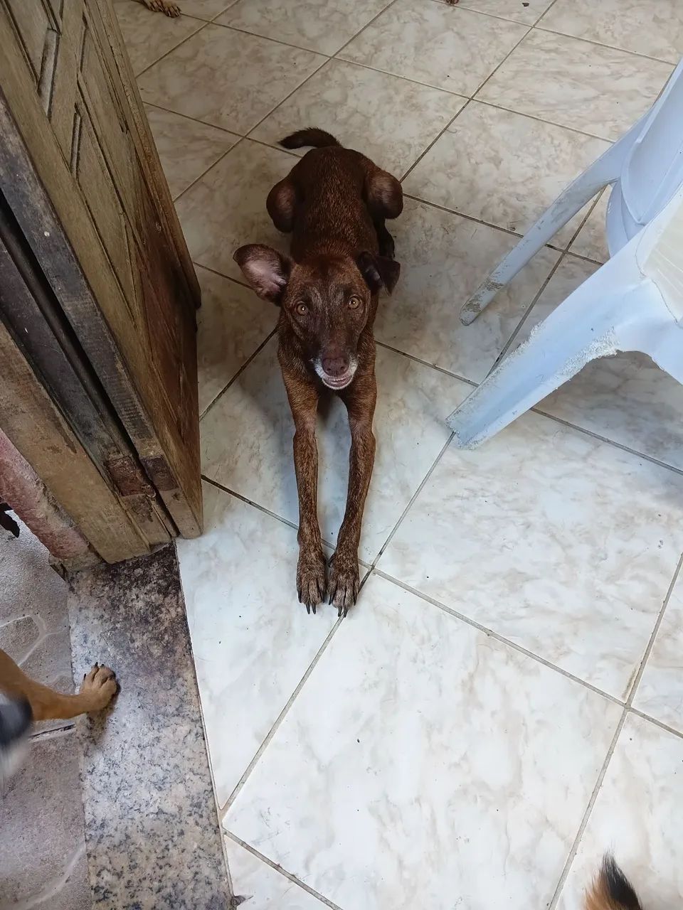 Pets - Foto 2