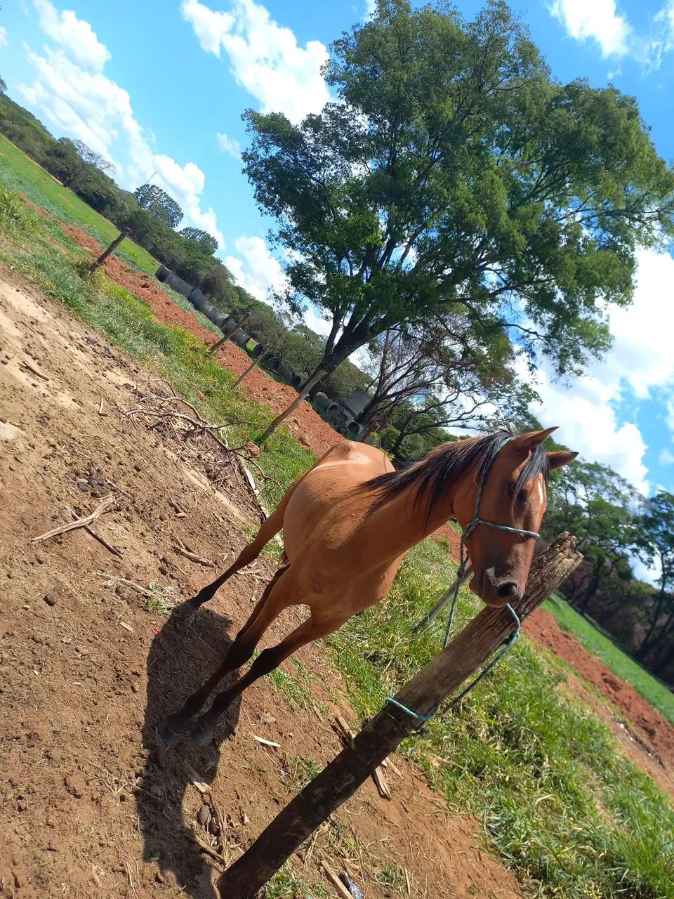 Vendo cavalo - Foto 3