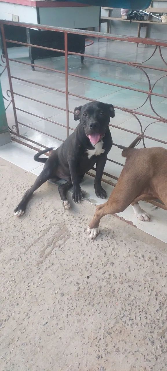Vende-se um pit bull  - Foto 3