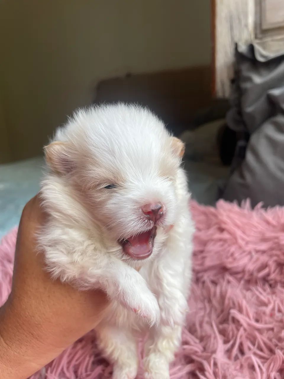 Macho creme com branco spitz alemão  - Foto 4