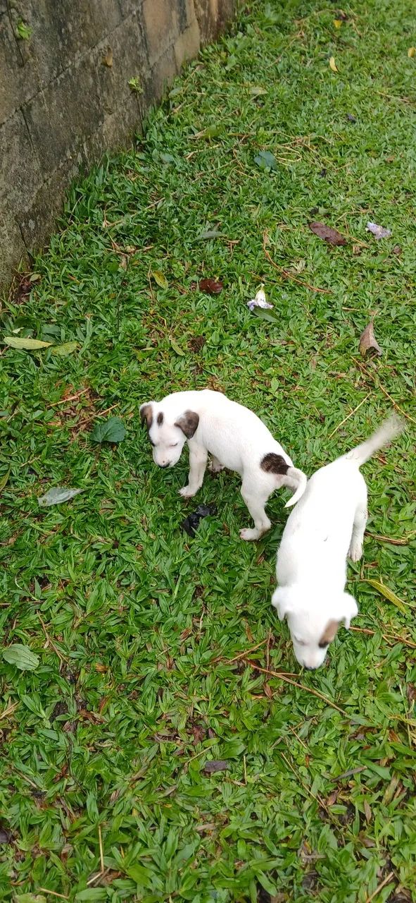 Doação de cachorro macho 45 dias - Foto 2