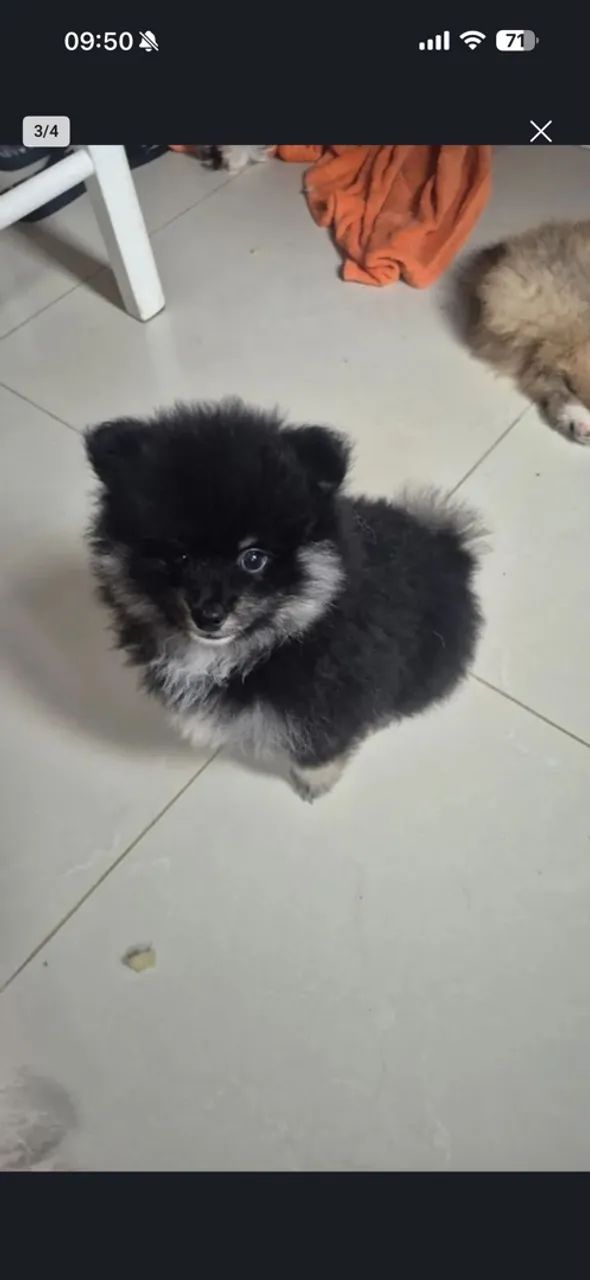 Spitz alemão black and tan ?