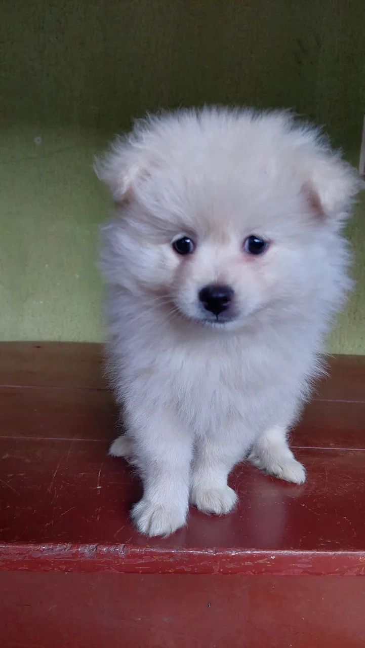 Spitz Alemão  - Foto 2