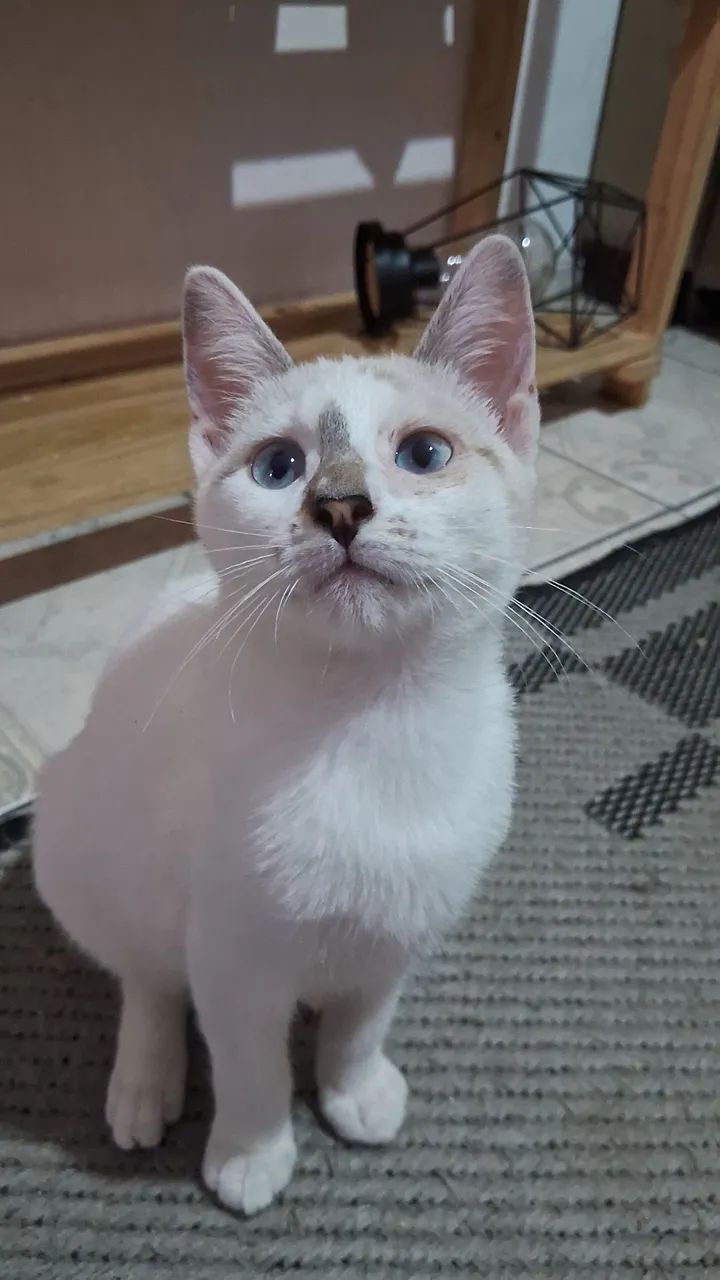 Gatinhos para adoção  - Foto 3