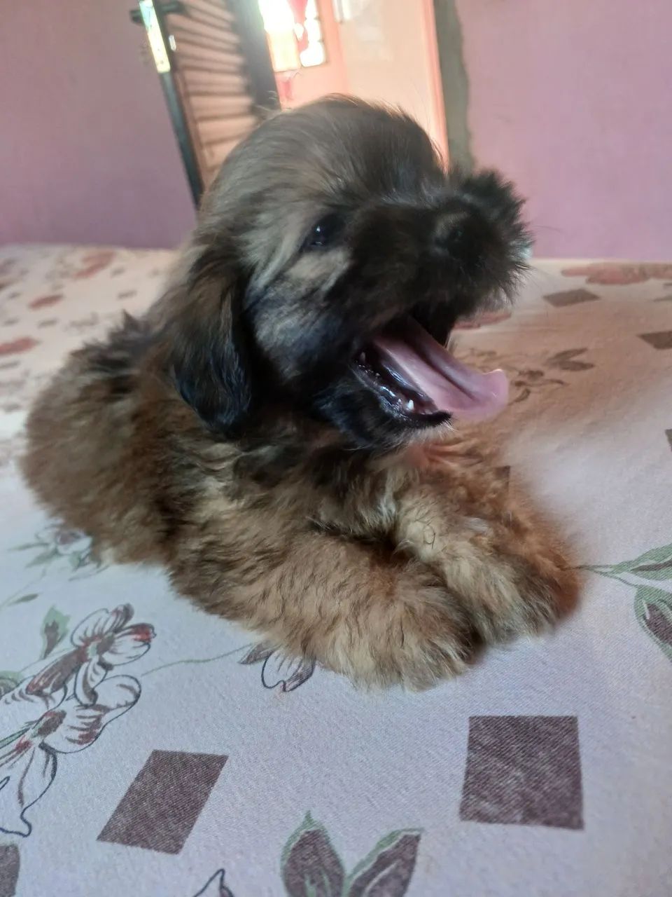 Shitzu  - Foto 2