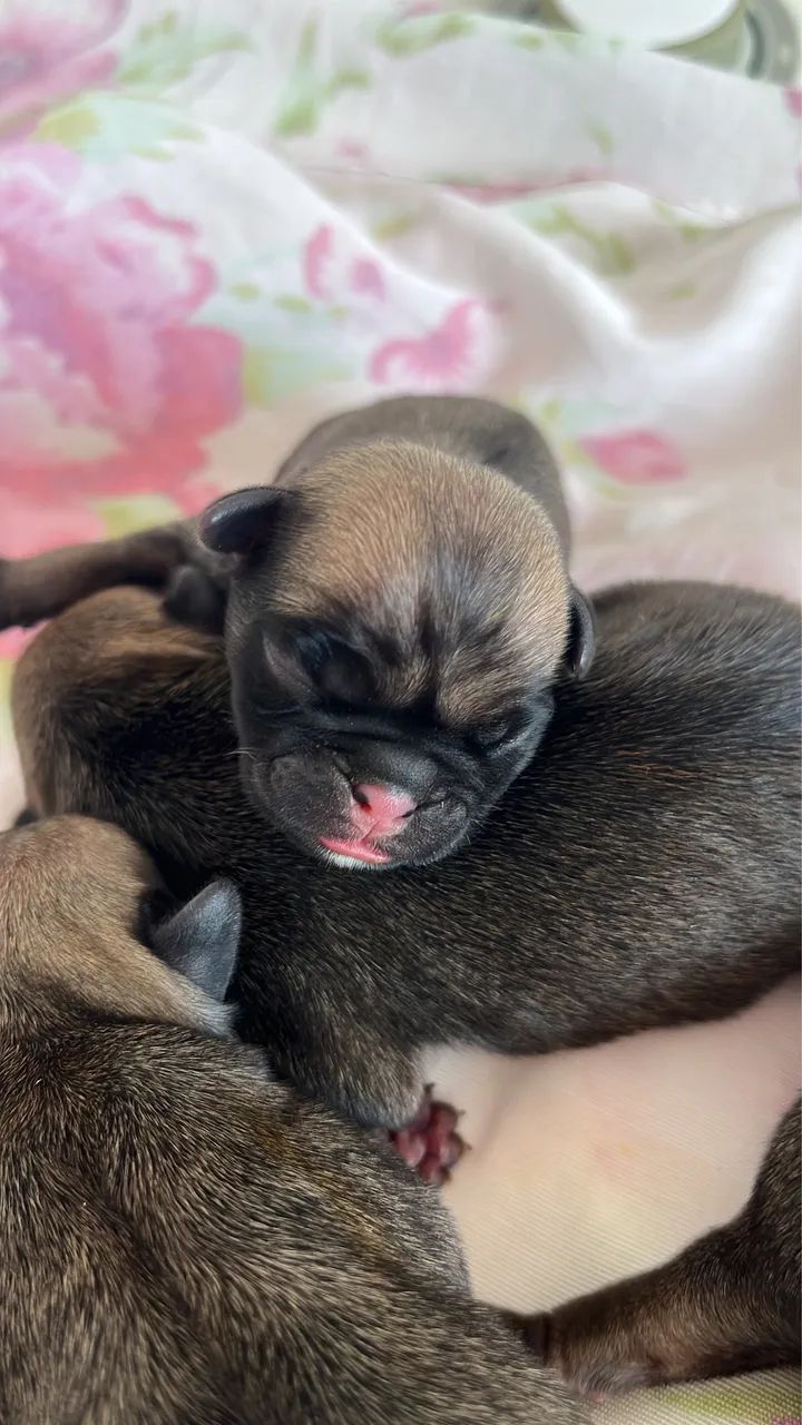 Filhotinhos de Pug  - Foto 3