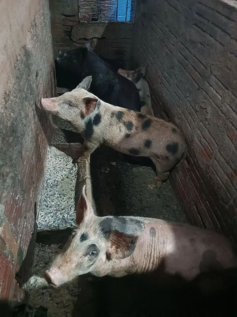 Vendo leitões  - Foto 2