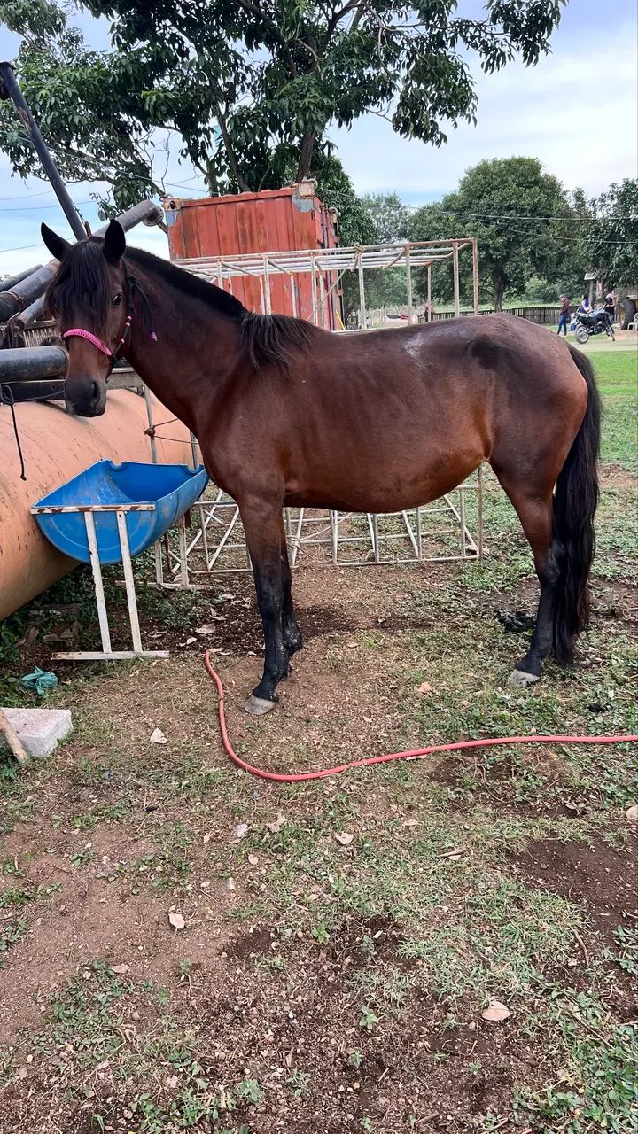Égua a venda  - Foto 3