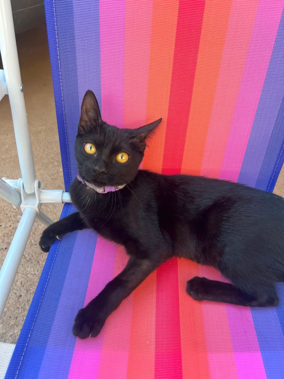 Doa-se gatinha  - Foto 3
