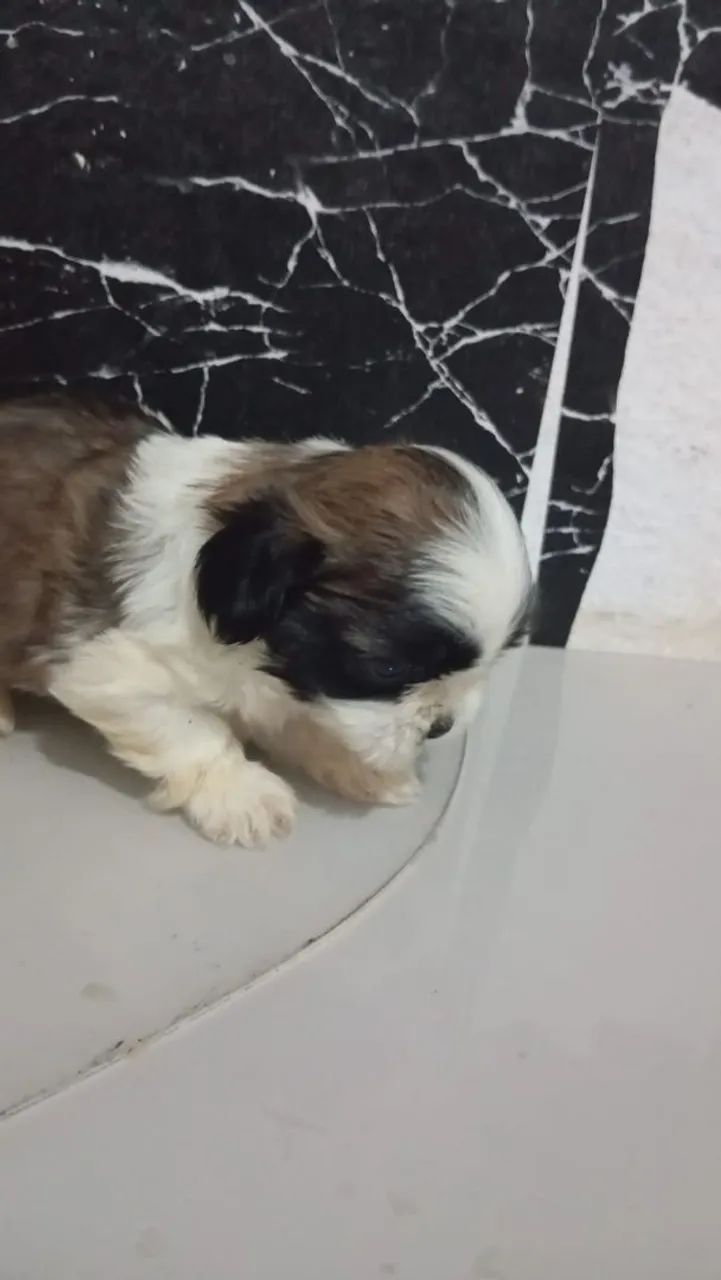 Macho de shitsu lindos e pequenos