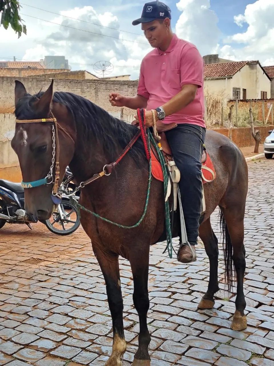 Cavalo mangalarga paulista  - Foto 4