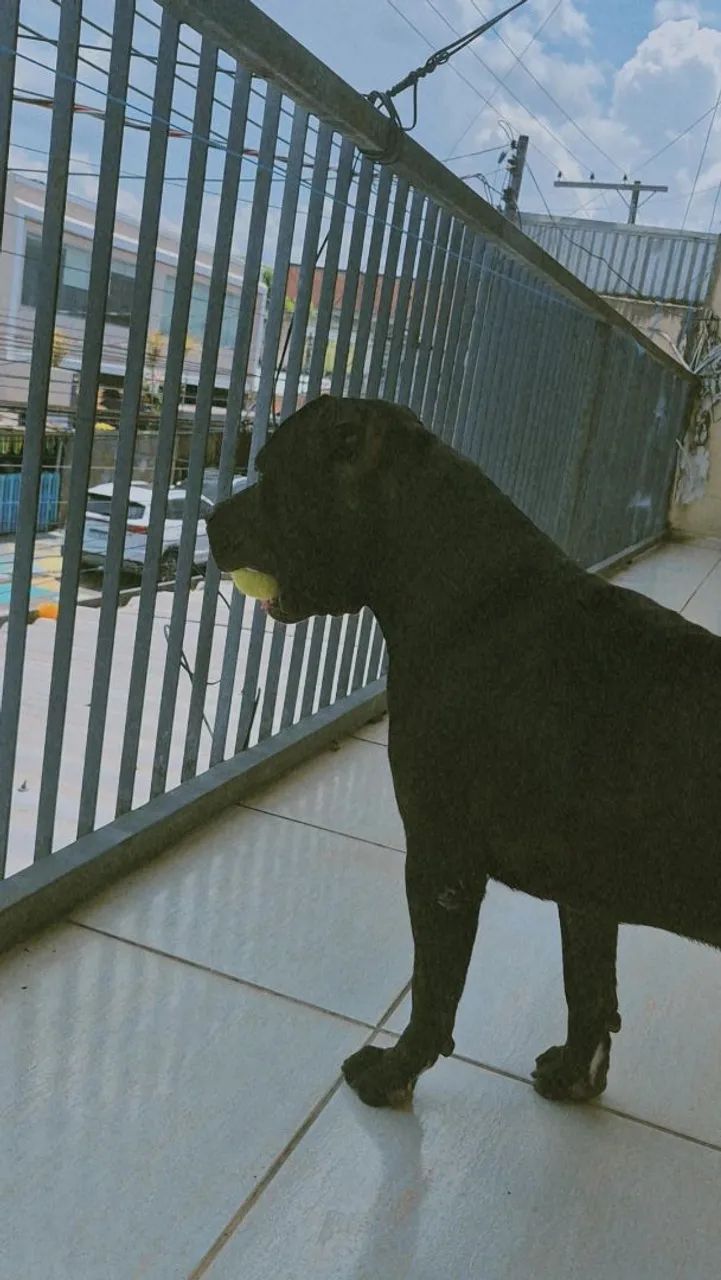 Cachorro Pitbull. - Foto 2