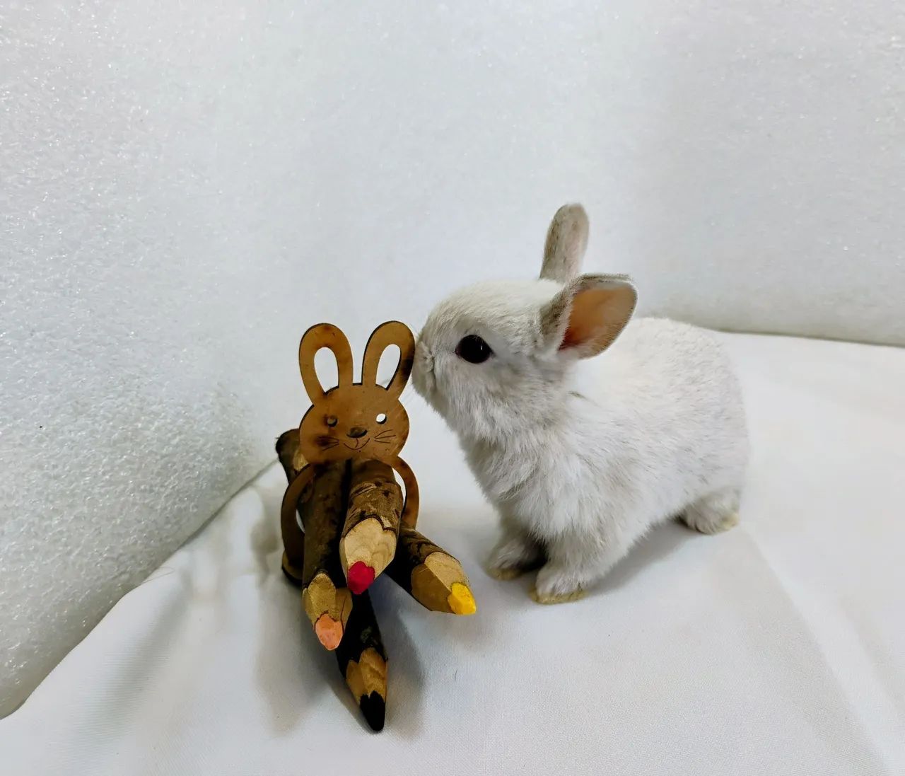 Lindos Filhotes Disponíveis Mini Coelhos  - Foto 2