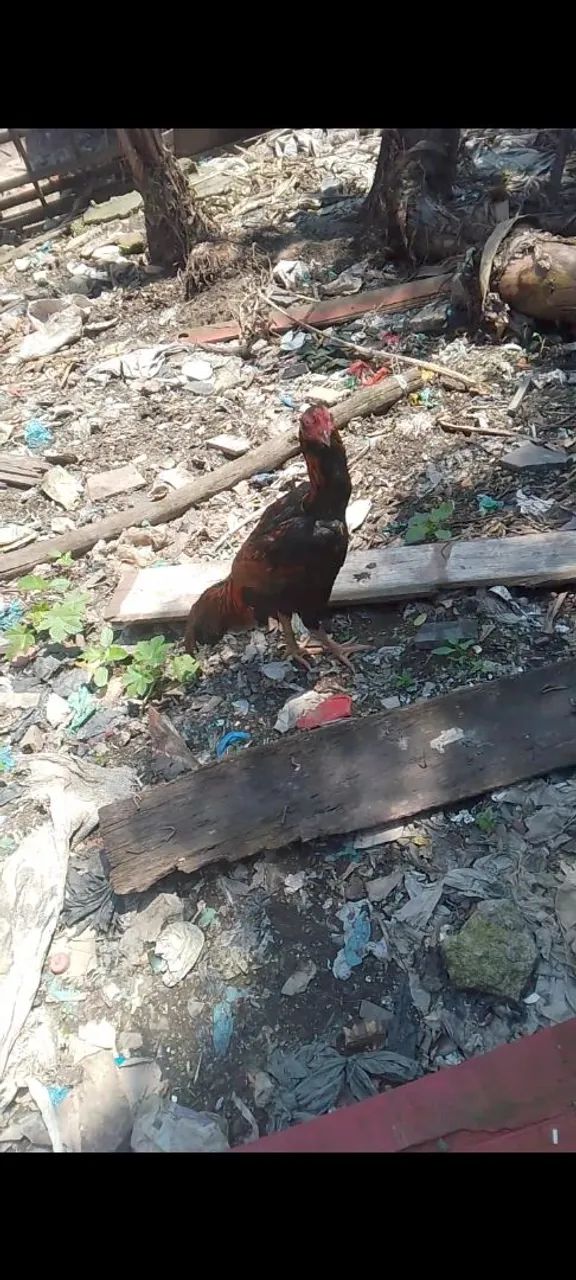 Frango marron lindo de raça  - Foto 4