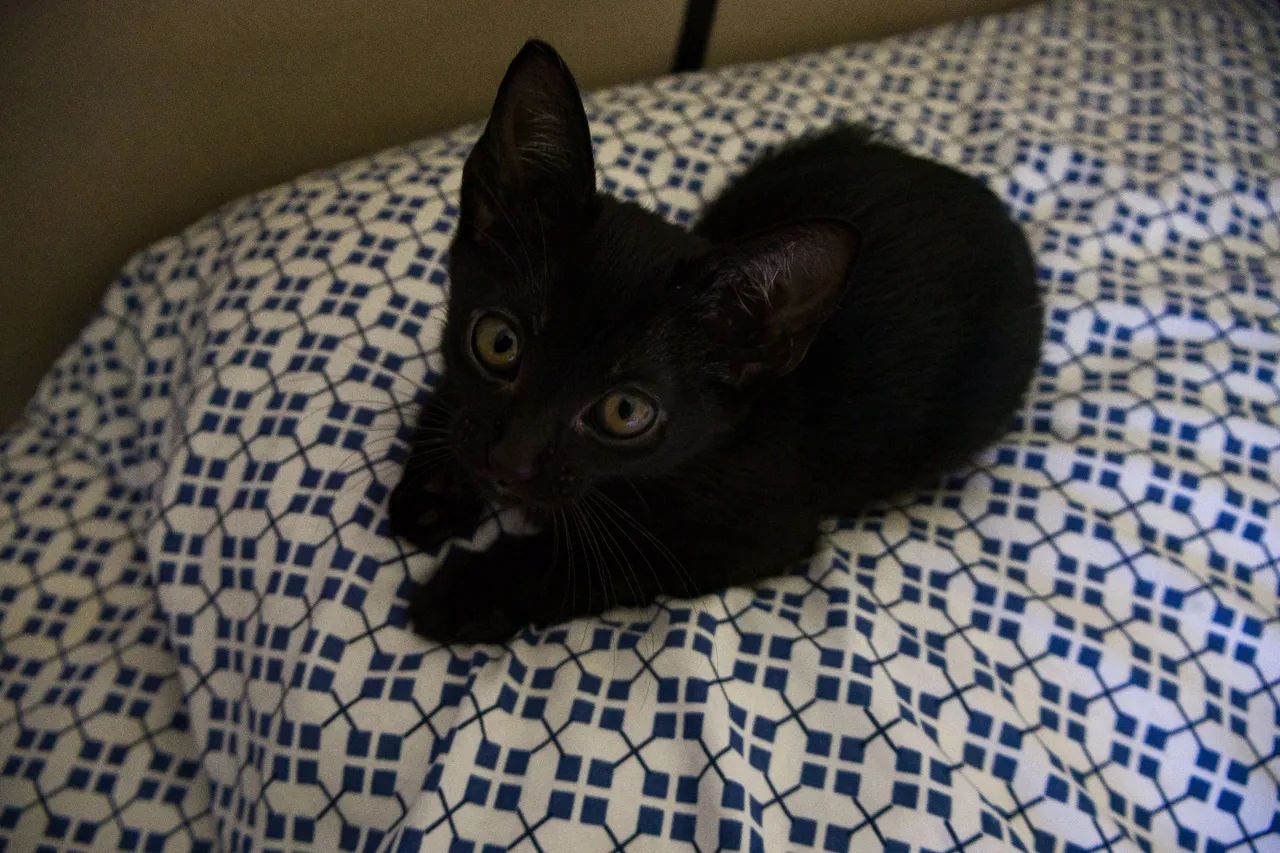 GATOS FILHOTES PARA ADOÇÃO - Foto 6