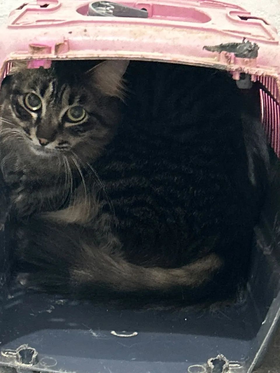 Gatos - Foto 2
