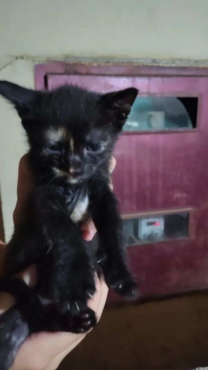 Gatinha para doação 