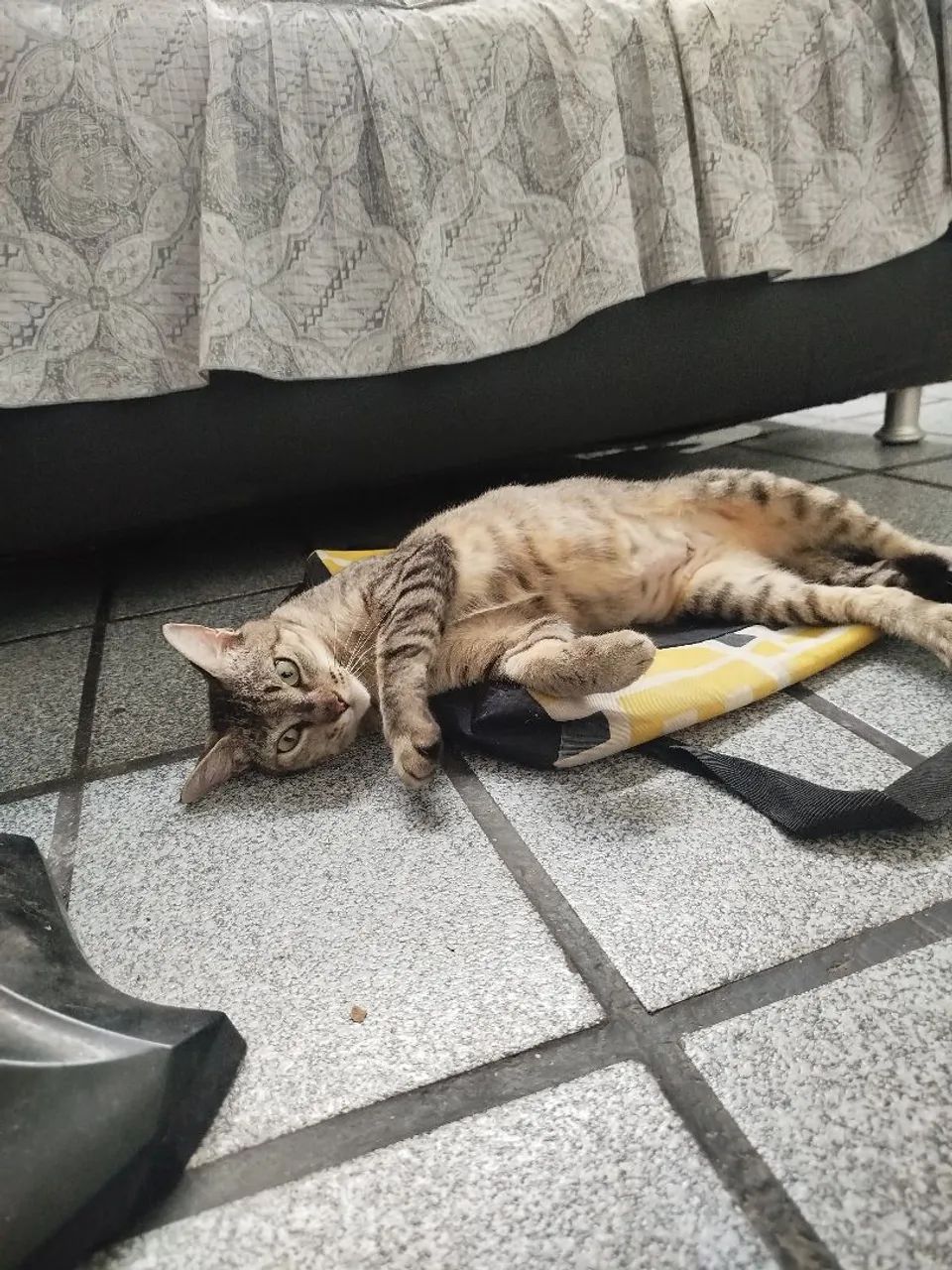 Gata castrada para adoção responsável  - Foto 5