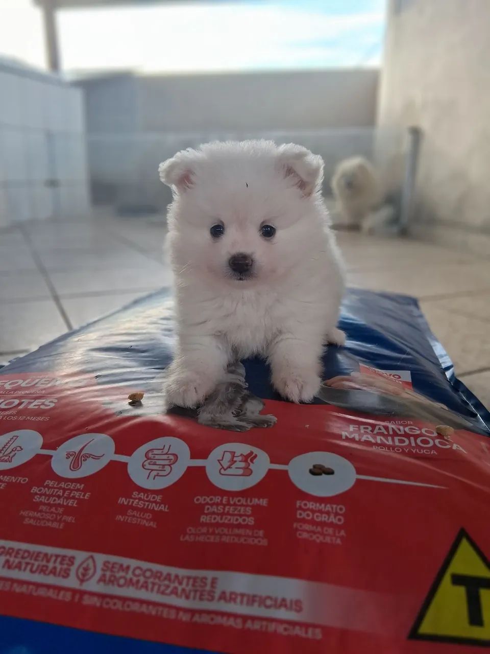 Spitz alemão 