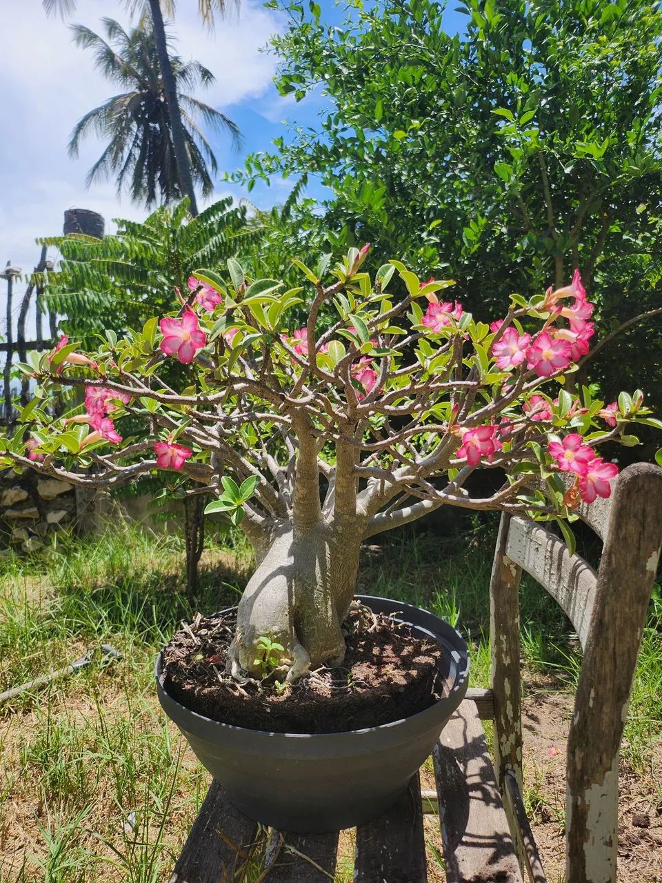 Rosa do Deserto Híbrida 10 anos - Foto 2