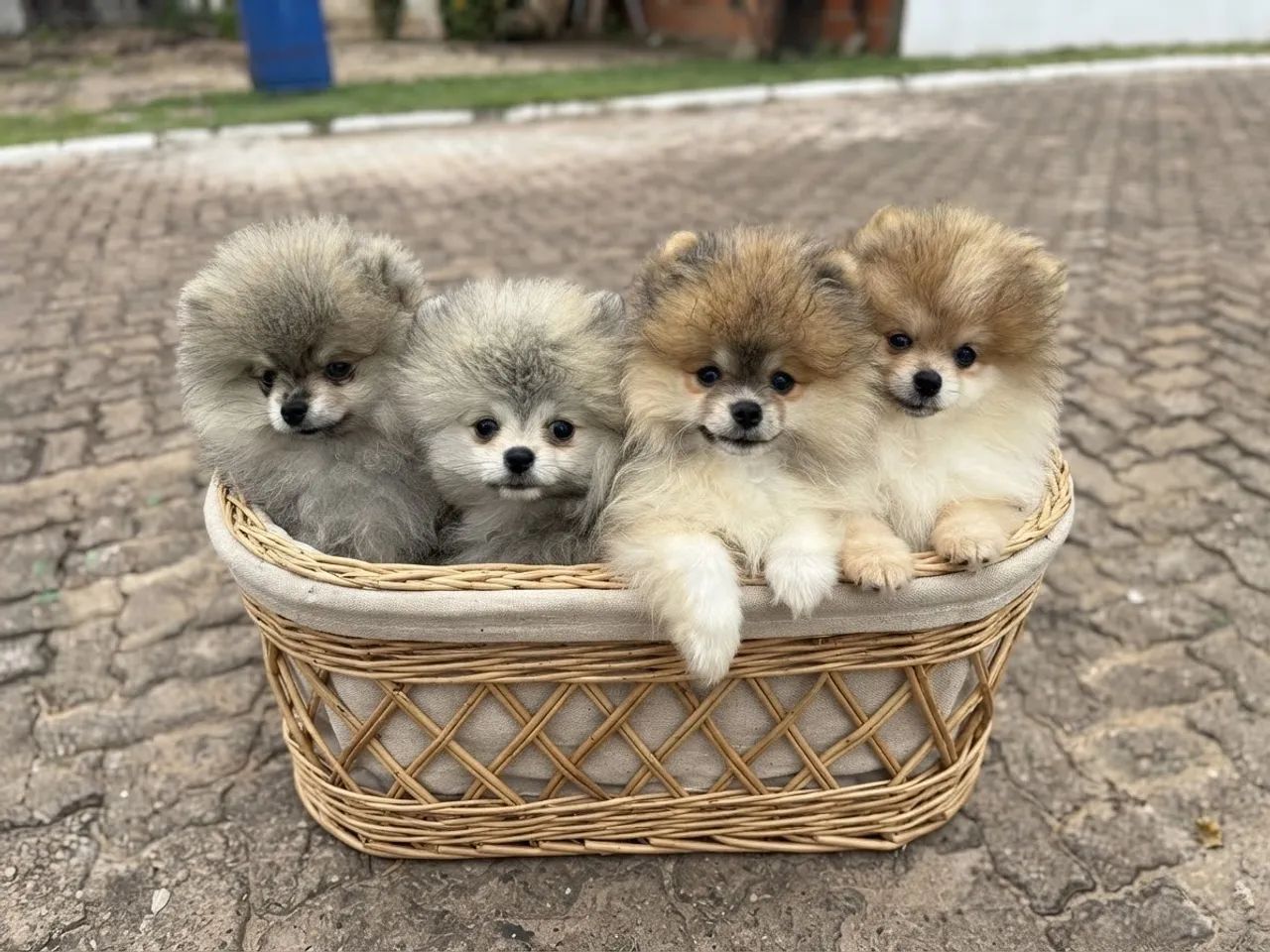 Spitz alemão 