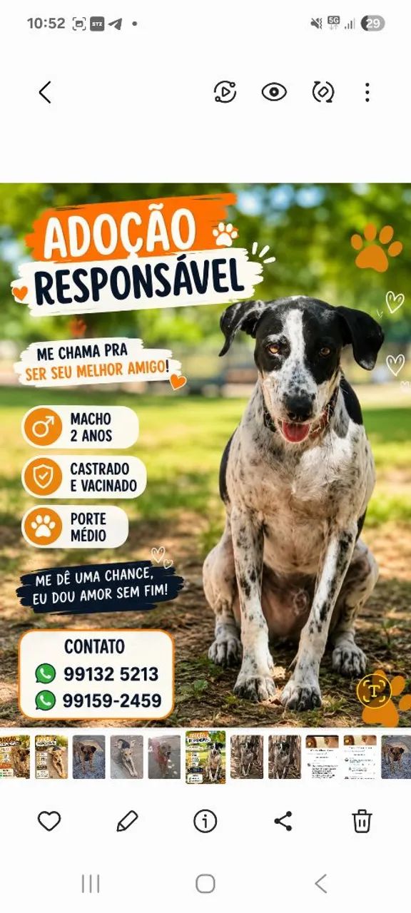 Adoção Conjunta Responsável  - Foto 3